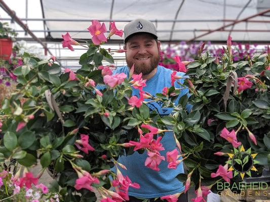 Shawn Bouchard with Mandevilla Baskets near Grande Prairie, AB