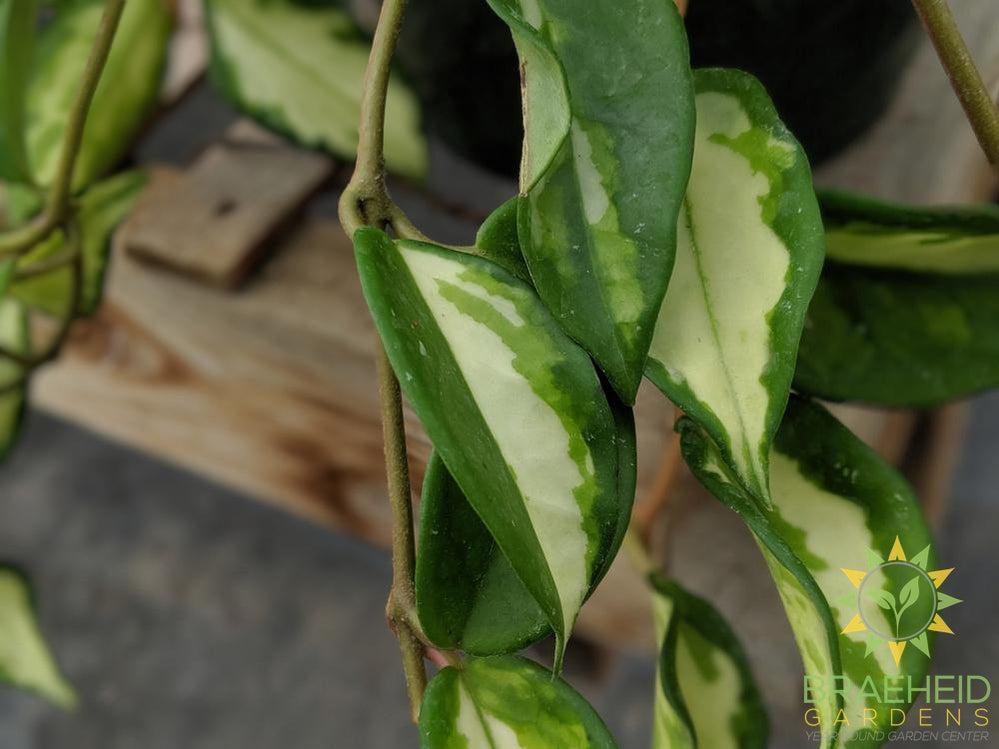 Leaf on Hoya Rubra Krimson Princess