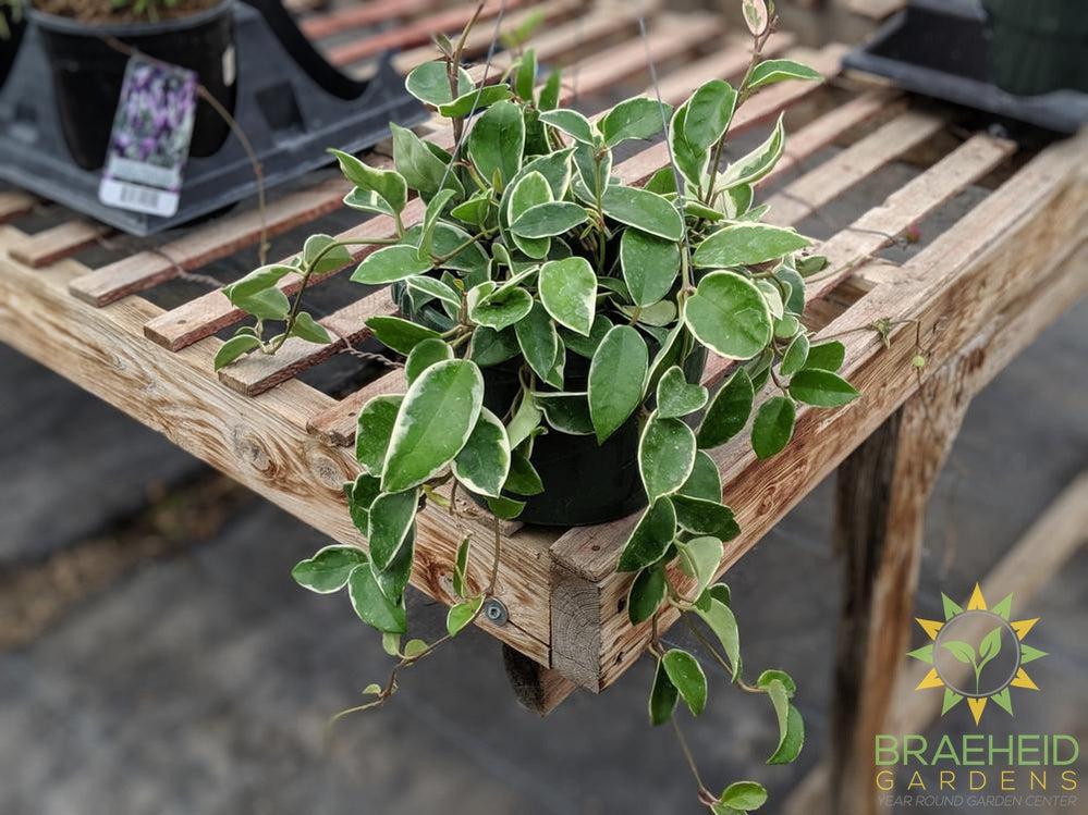 Hoya Krimson Queen plant hanging basket Canada