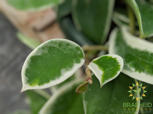 Hoya Krimson Queen Leaf detail