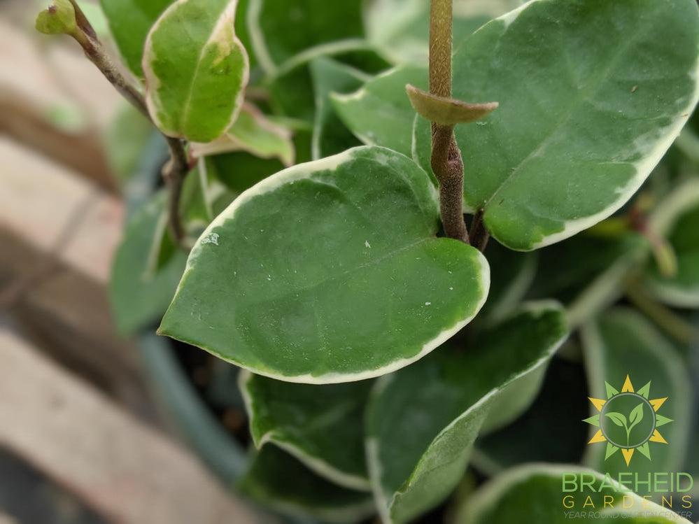 Buy Hoya Tricolor online in canada