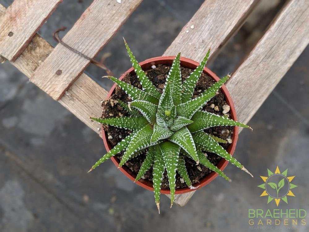 Haworthia Zebra Plant