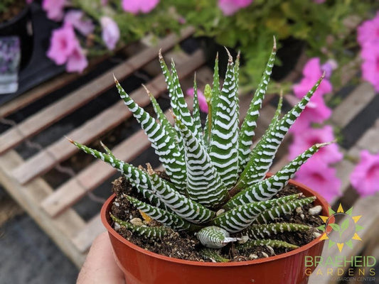 Haworthia Zebra Plant