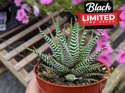 Haworthia Zebra Plant