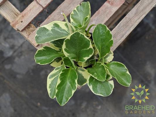Peperomia Obtusifolia variegated