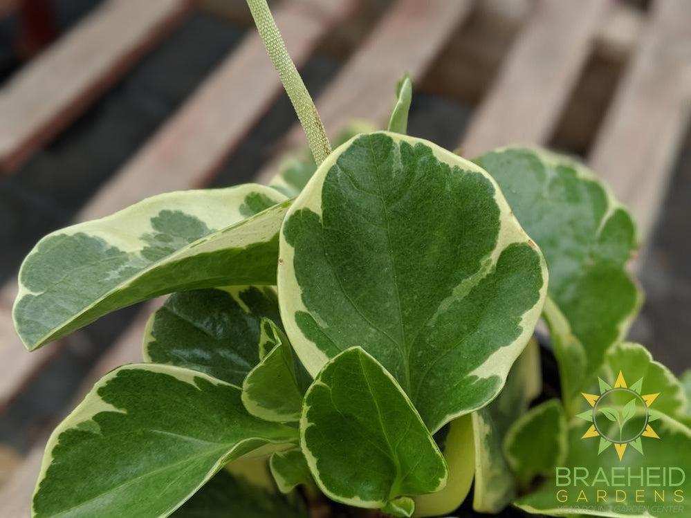 Peperomia Obtusifolia leaf pattern