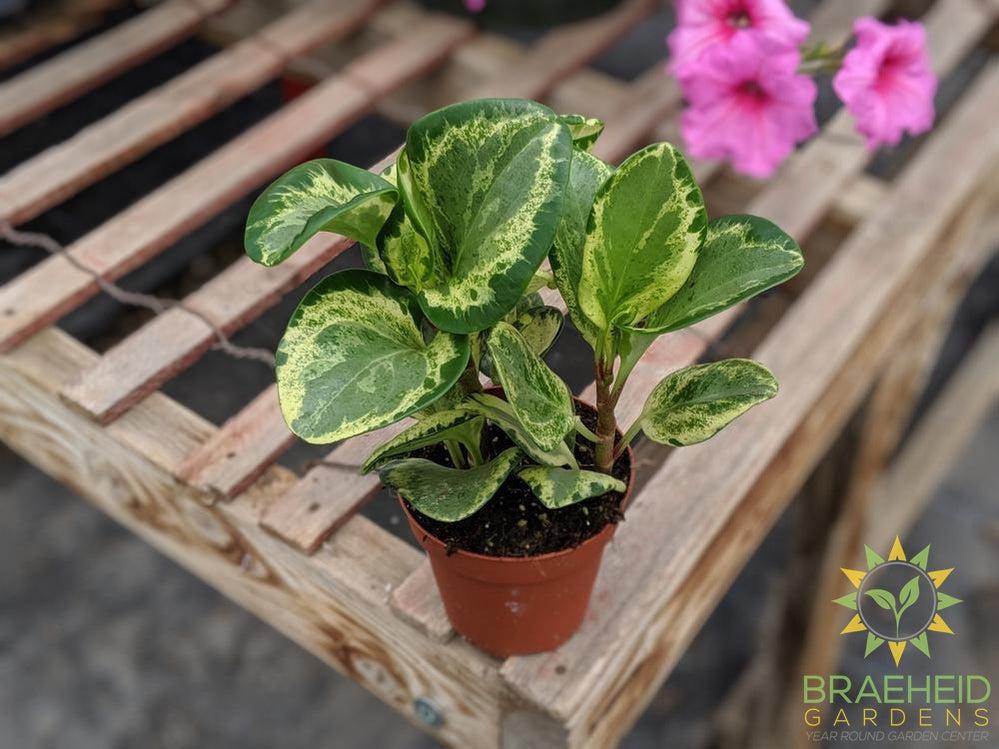 Buy Peperomia Obtusifolia online