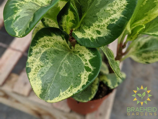 Peperomia Obtusifolia available for shipping in Canada