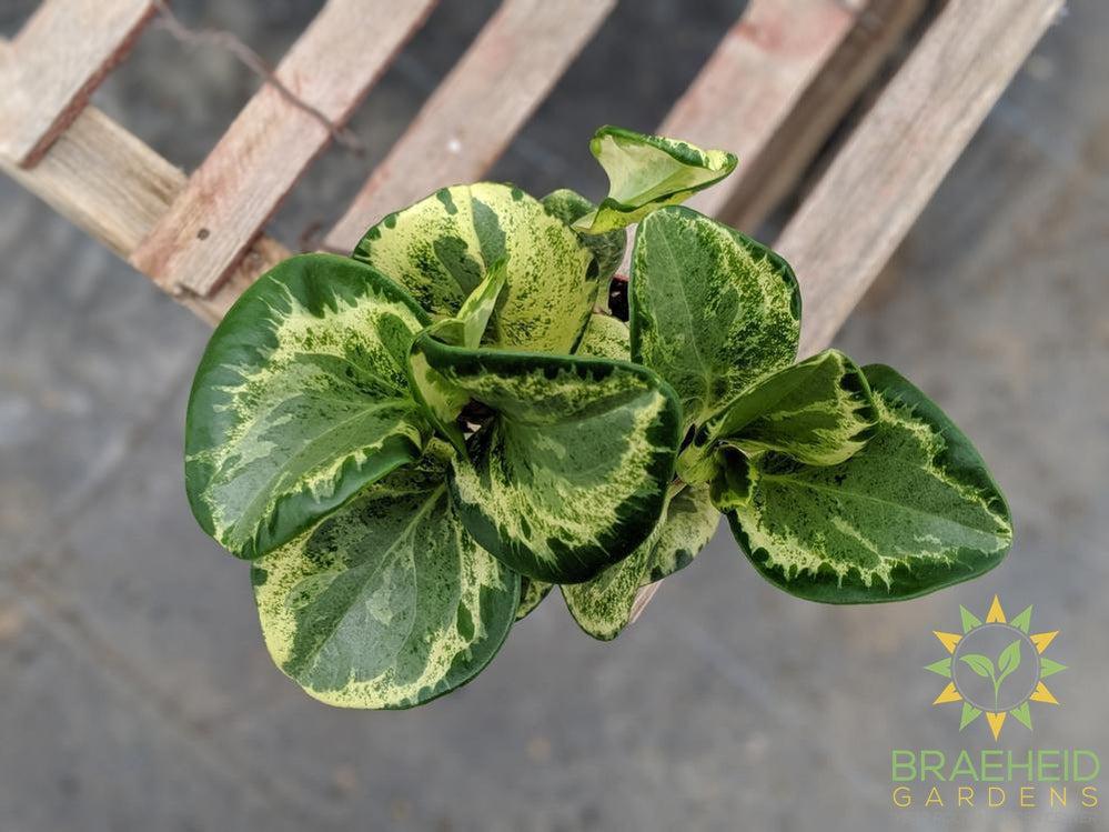 Browse houseplants online.