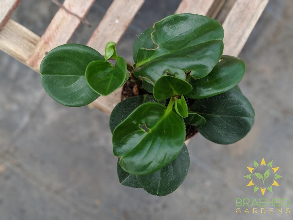 Green peperomia plant ship across canada