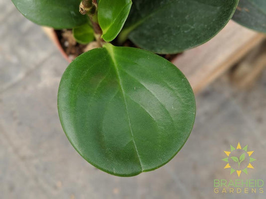 Peperomia obtusifolia leaf texture