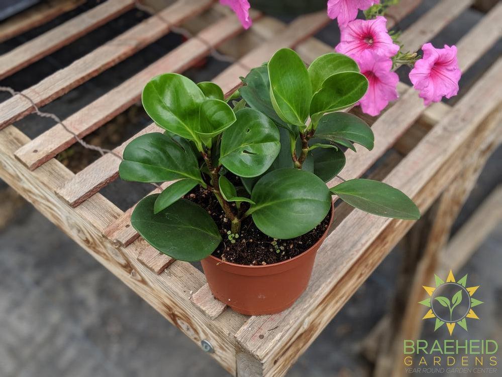 shop peperomia houseplants in Canada