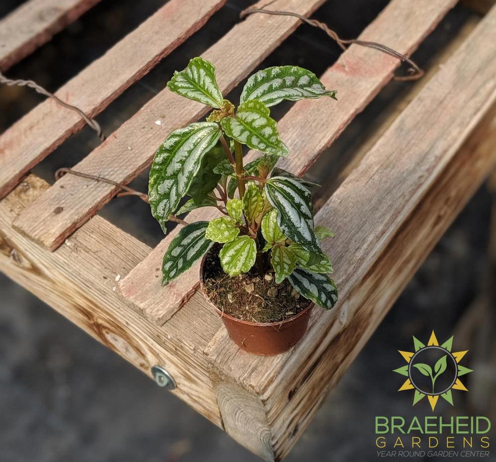 Buy Pilea online | Free shipping