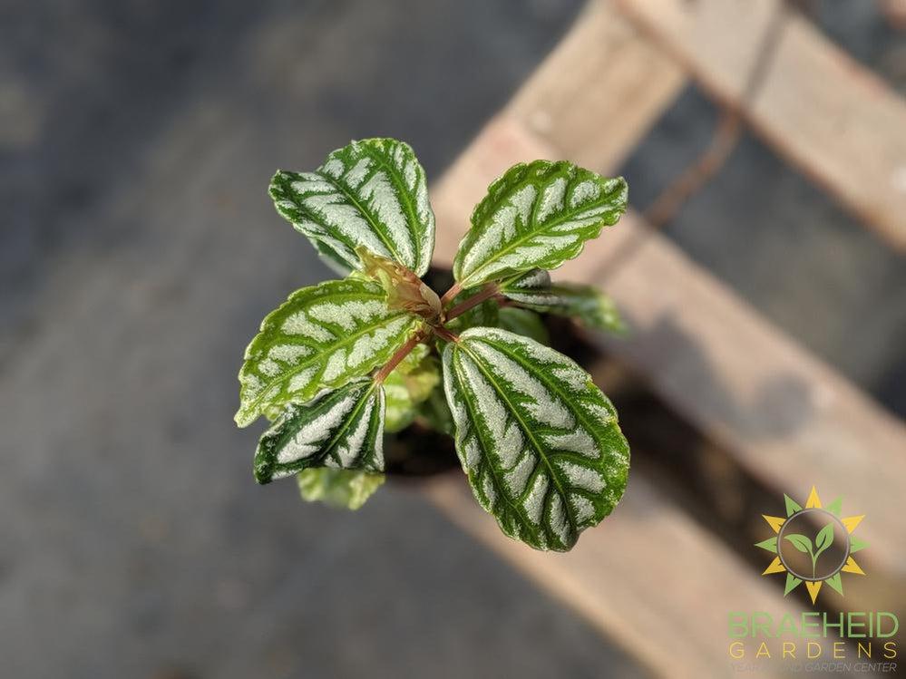 Buy Aluminum plants online | Free shipping