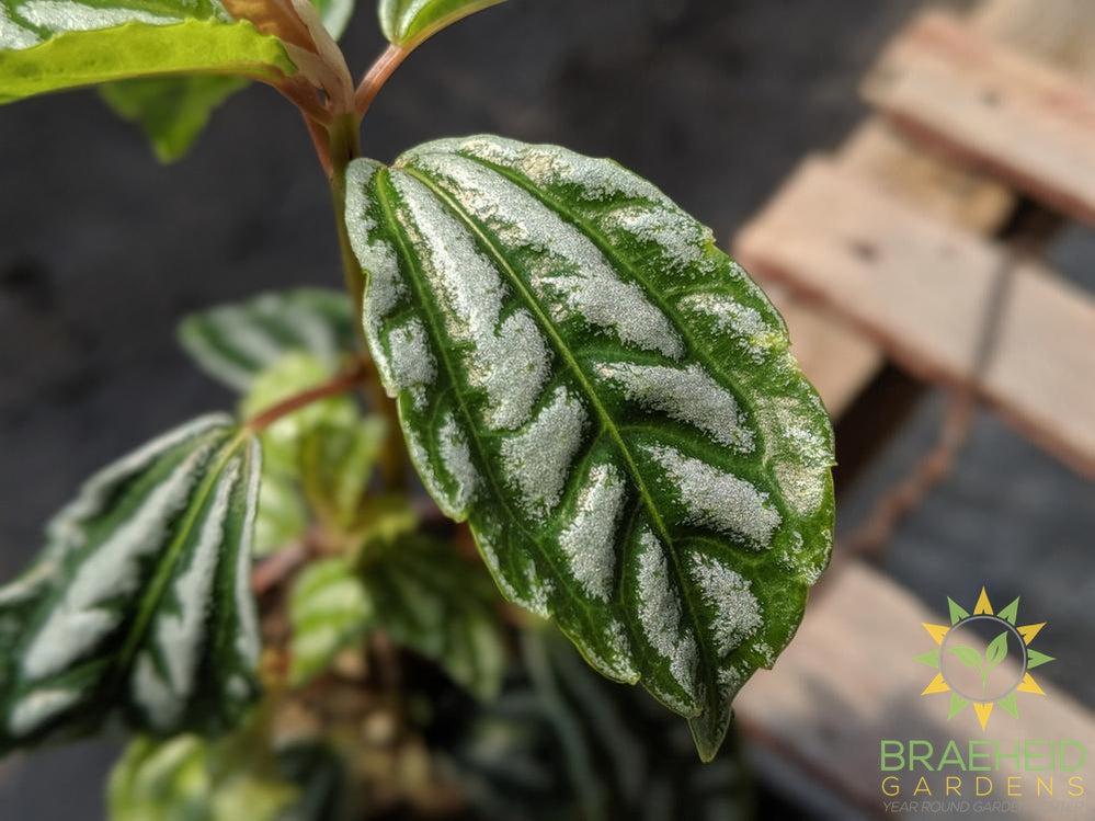 Texture on Aluminum Plant foliage