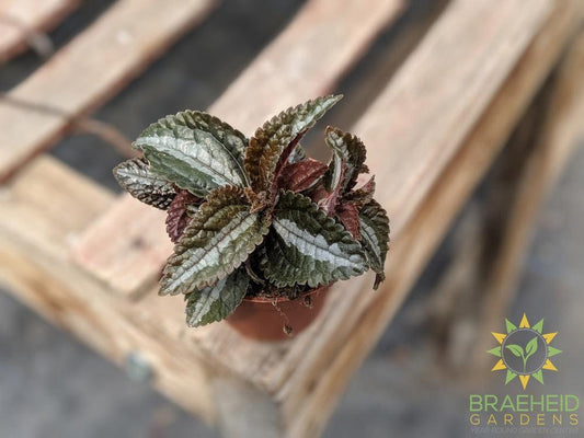 Pilea Silver Tree (Pilea involucrata)