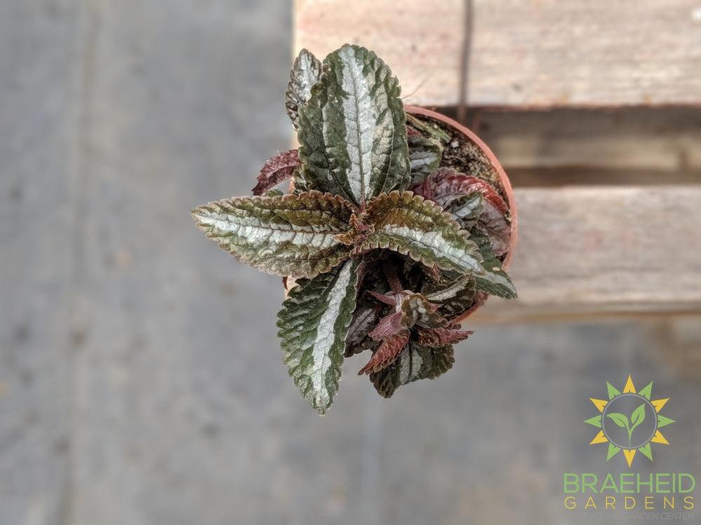 Pilea Silver Tree (Pilea involucrata)