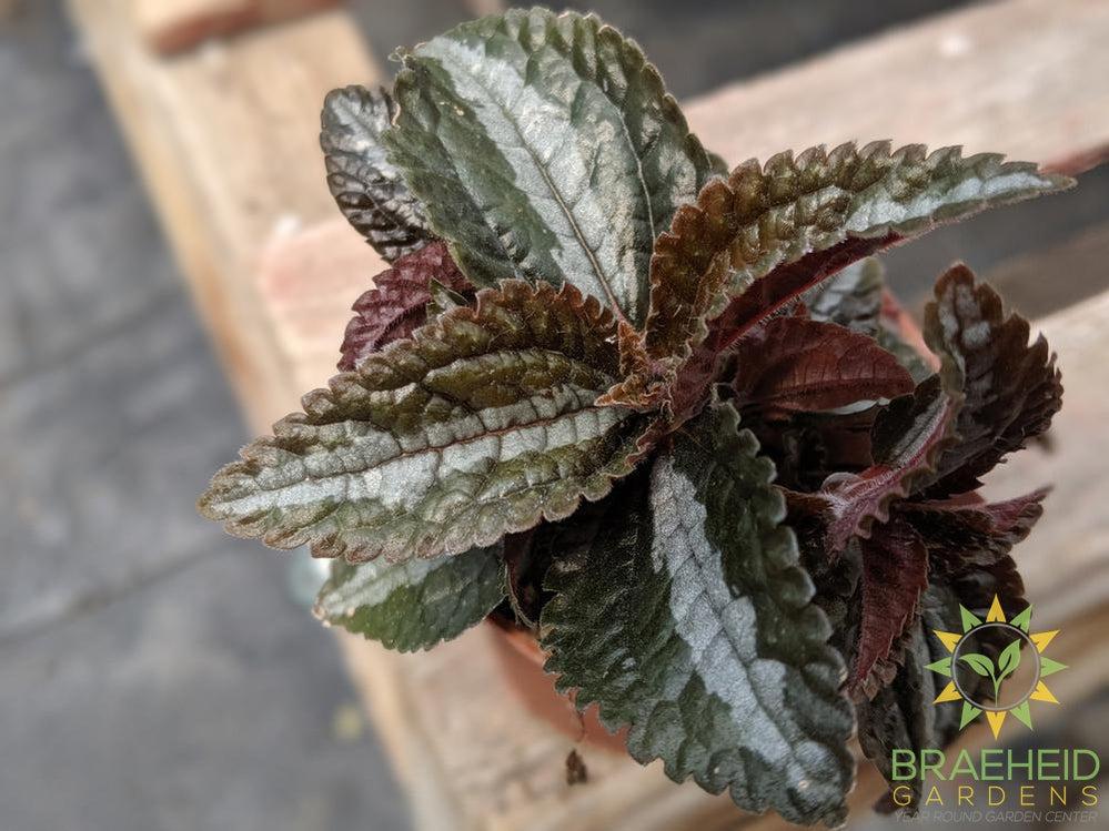 Pilea Silver Tree (Pilea involucrata)
