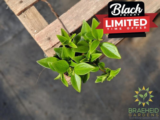 Lipstick plant - Assorted