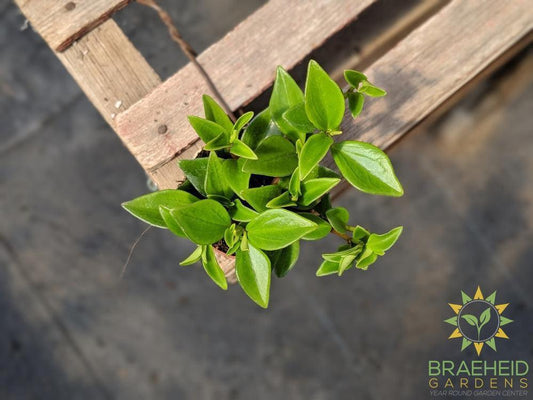 Lipstick plant - Assorted