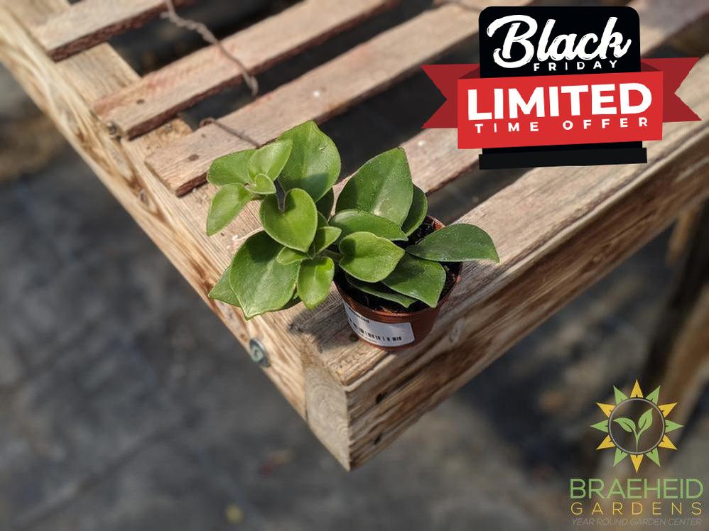 Lipstick plant - Assorted