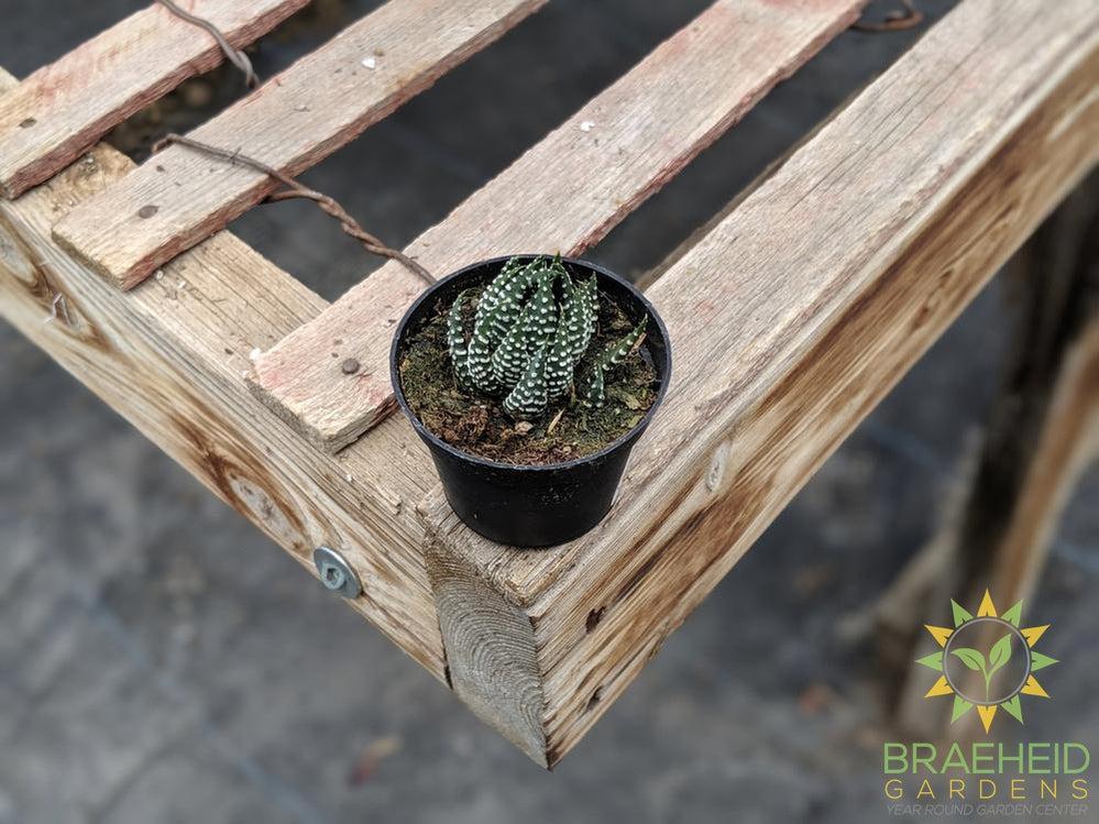 Haworthia reinwardtii (Zebra Wart)