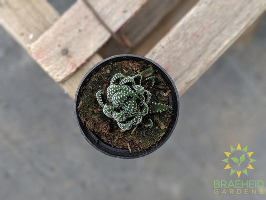 Haworthia reinwardtii (Zebra Wart)