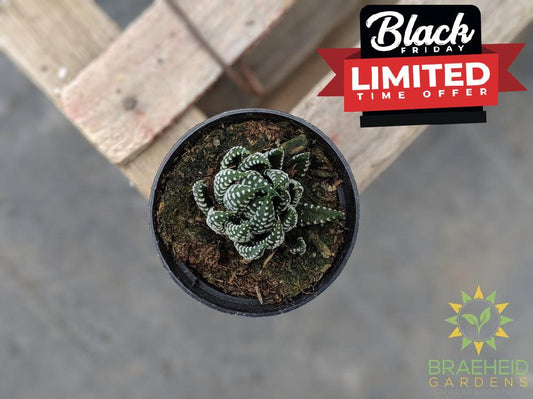 Haworthia reinwardtii (Zebra Wart)