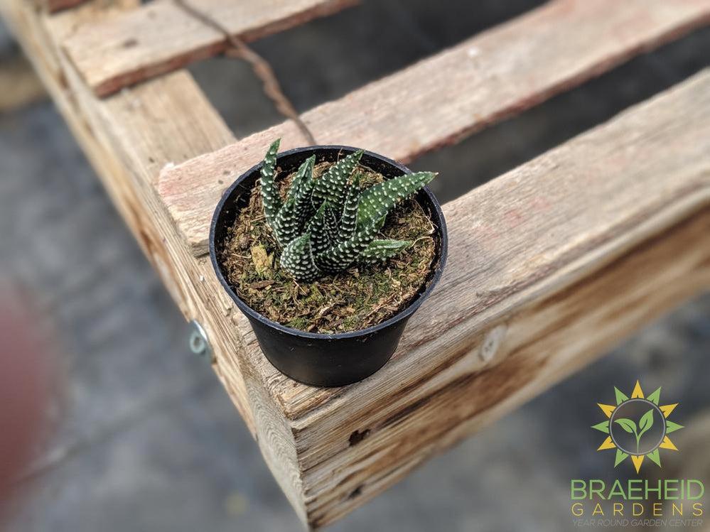Haworthia Pumila 'Donut'