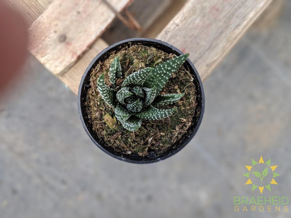 Haworthia Pumila 'Donut'