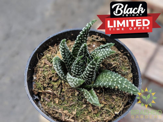 Haworthia Pumila 'Donut'