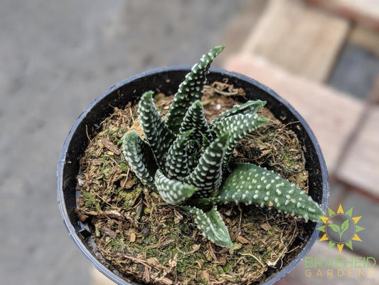 Haworthia Pumila 'Donut'