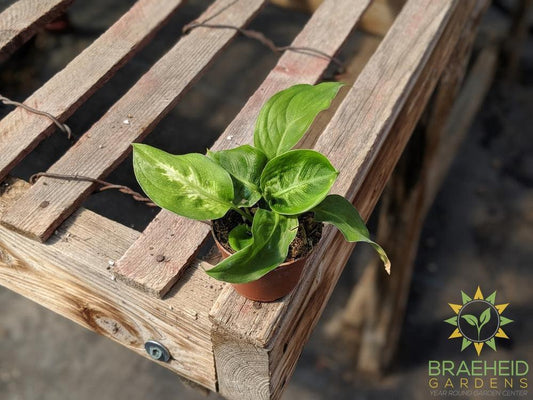 Dieffenbachia Camille | Free shipping Canada