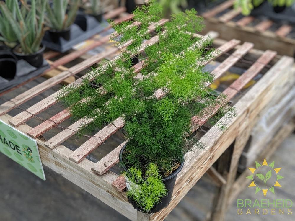 Asparagus Fern