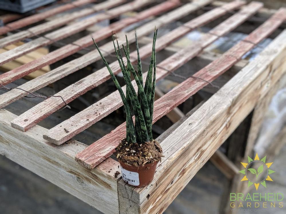 Small Sans Mikado free shipping