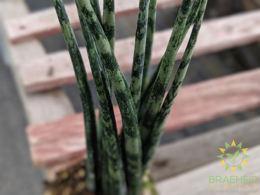 Sansevieria Mikado in Canada BUY