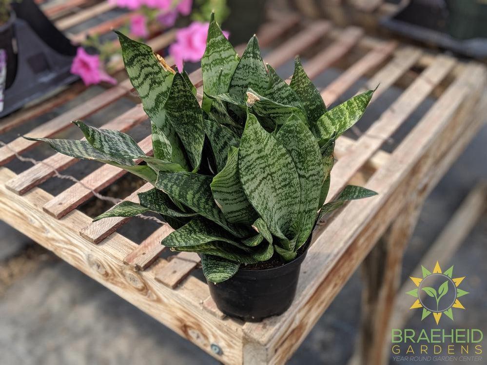 snake plant futura robusta Sansevieria Futura Robusta – Braeheid Gardens Ltd