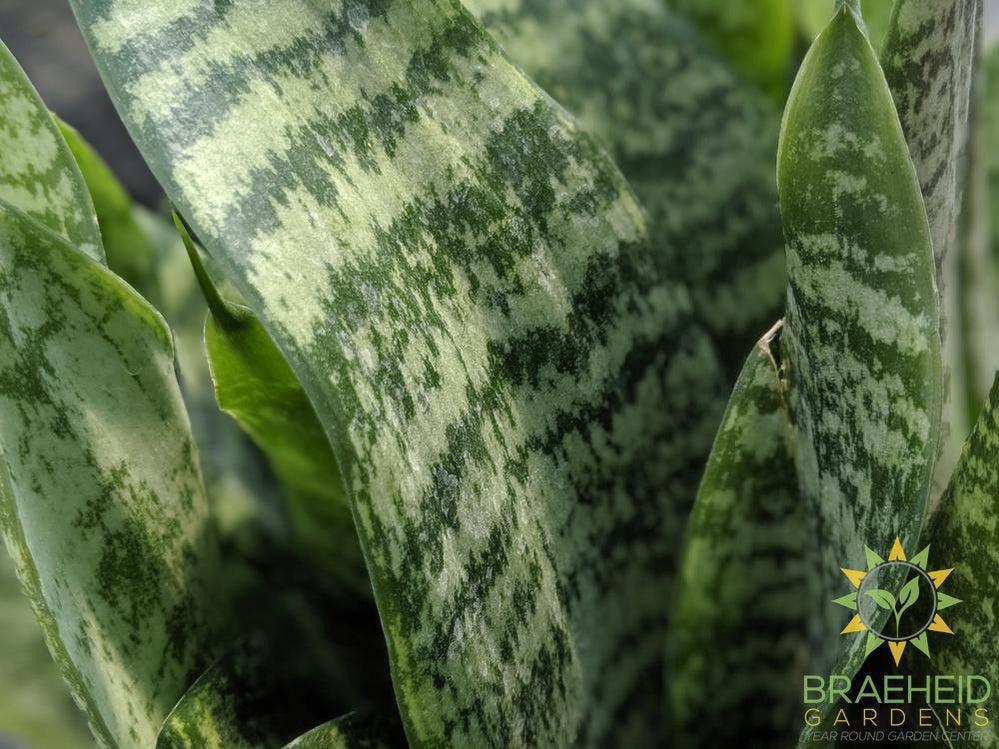 Sansevieria Futura Robusta