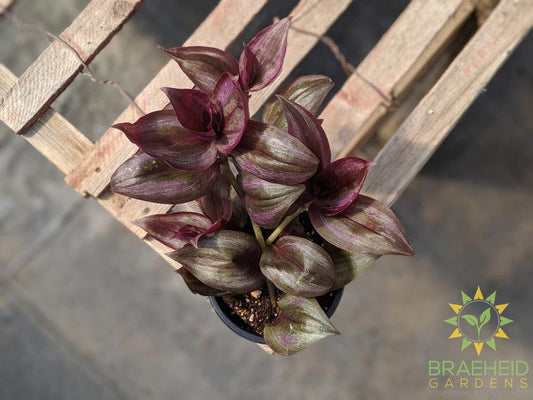 Wandering Jew ships across Canada