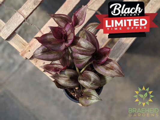 Wandering Jew ships across Canada