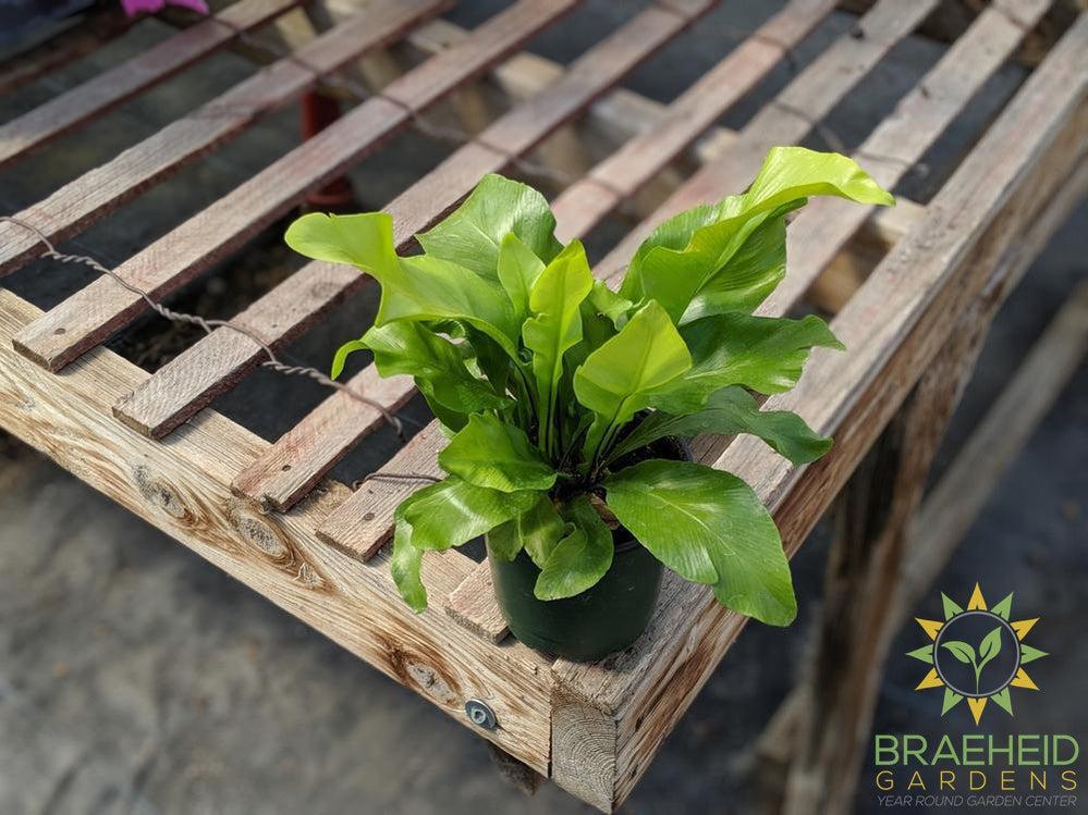 Birdsnest Fern