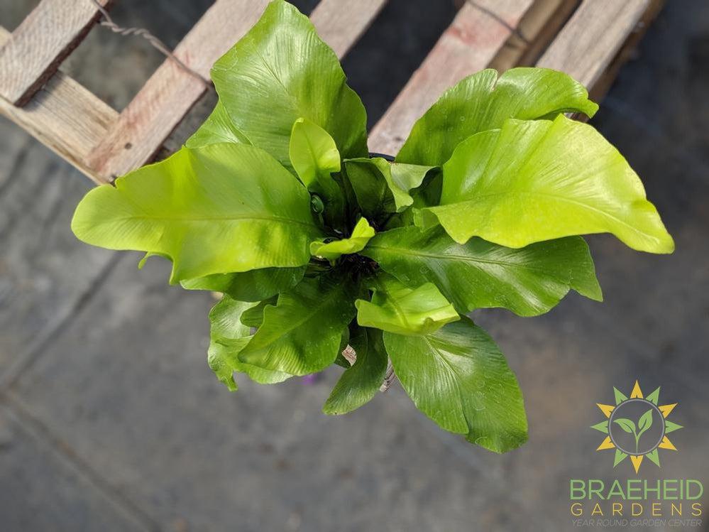 Birdsnest Fern