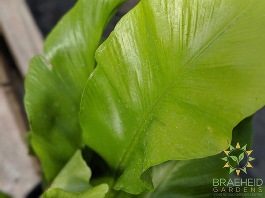 Birdsnest Fern