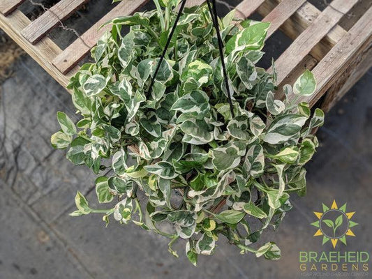 Buy N' Joy Hanging Basket in Canada