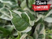 Epipremnum N' Joy Leaf shape