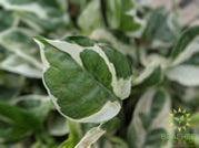 Epipremnum N' Joy Leaf shape