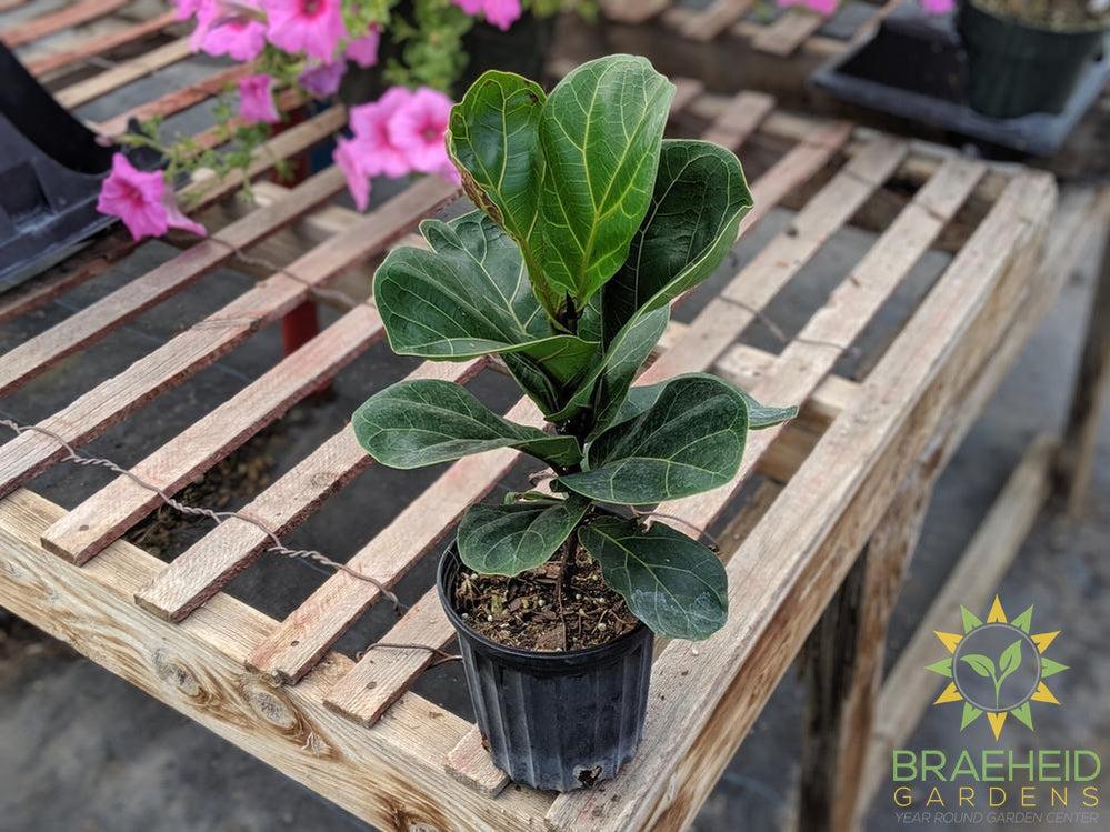 Ficus Bambino, FREE SHIPPING Canada | Browse more