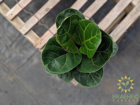 Ficus Lyrata Bambino | Free shipping Canada