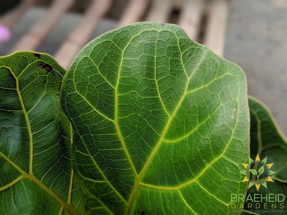 Foilage on Ficus Bambino | Buy Canada
