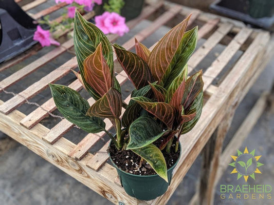 Aglaonema Rotundum Chocolate